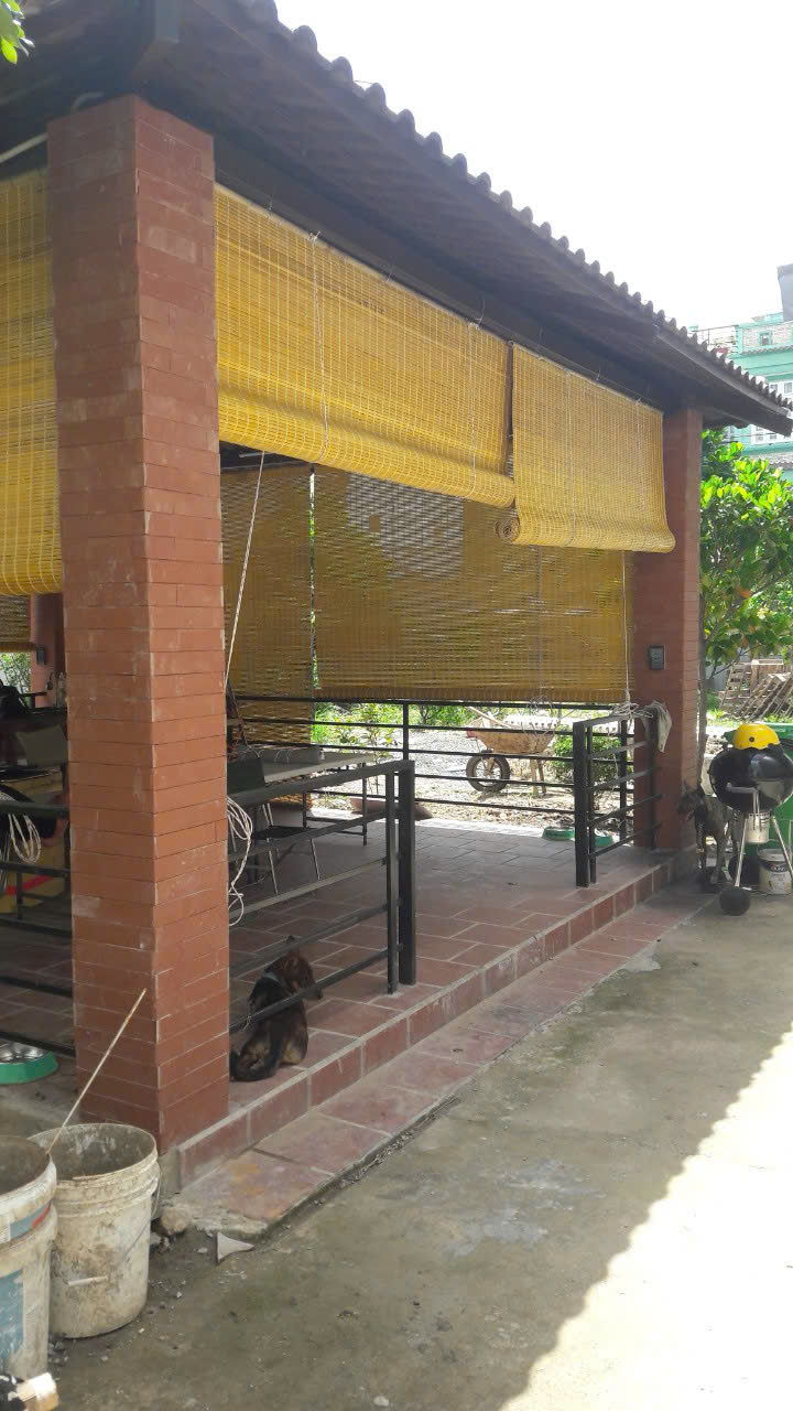 Rèm Tre, Mành Tre Ngoài Trời Màu Vàng Tự Nhiên - Ảnh 4